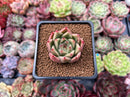 Echeveria Agavoides 'Kobani' 1" Succulent Plant