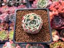 Echeveria 'Blue Dolphin' 1"-2" Succulent Plant