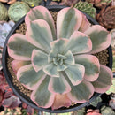 Echeveria 'Secunda' Variegated 4" Succulent Plant