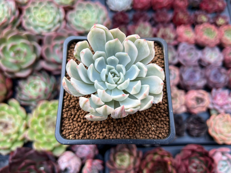 succulent angel plant Echeveria 'Angel-In-Us' Variegated 2" Succulent Plant
