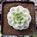 Echeveria 'Nicksana' Variegated 2" Succulent Plant