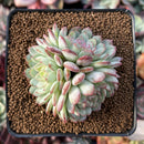 Echeveria 'Robin' 2" Cluster Succulent Plant