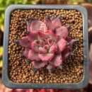 Echeveria Agavoides 'Sirus' 1" Small Succulent Plant