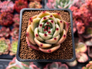 Echeveria Agavoides 'Blue Dragon' 2" Succulent Plant