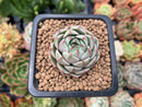 Echeveria 'Ben Badis' 1" Succulent Plant
