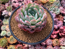 Echeveria 'Yusuke' 4" Succulent Plant