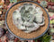 Echeveria 'Lilacina' Marble Variegated 6" Large Succulent Plant