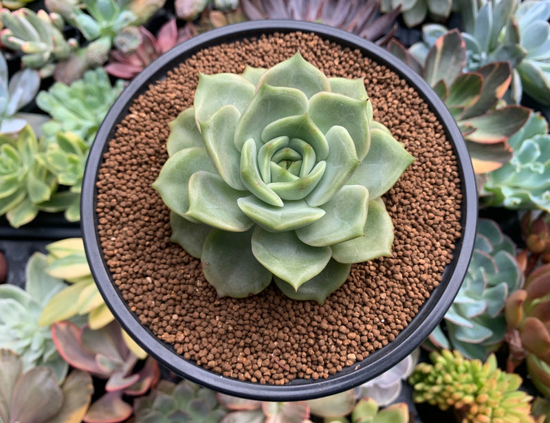 angelina succulent plant Echeveria Agavoides 'Angelina' 3" New Hybrid Succulent Plant – True Succulents  Plant Co