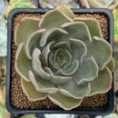 Echeveria 'Kisses' 3" Succulent Plant