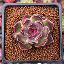 Echeveria 'Fushike' 1" Succulent Plant