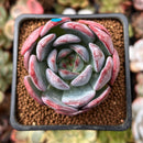 Echeveria 'Starmark' 2" Succulent Plant