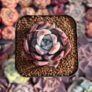 Echeveria 'Black Sabbath' 1'-2" Succulent Plant