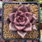 Echeveria Agavoides 'Red Ebony' 2"-3" Succulent Plant