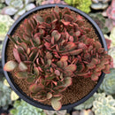 Echeveria 'Gandallis' Crested 3" Succulent Plant