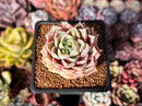 Echeveria 'Cream Grape' 2" Seed-Grown Succulent Plant