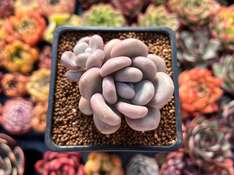 oviferum succulent Pachyphytum Oviferum 'Tsukibijin' 2" Succulent Plant