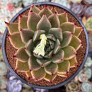 Echeveria Agavoides 'Ebony' sp. 4" Succulent Plant