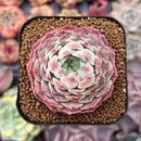 Echeveria 'Charlesrose' 2" Succulent Plant