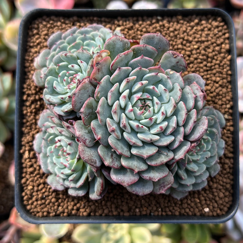 パンツ echeveria Echeveria 'Tuxpan' Cluster 2