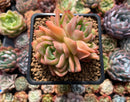 Echeveria Agavoides 'Snow Elian' 2"-3" Succulent Plant