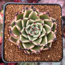 Echeveria Agavoides 'Sarabony' 2" Succulent Plant