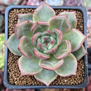 Echeveria 'White Champaign' 2" Succulent Plant