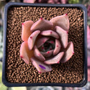 Echeveria 'Lilacina' x 'Rubin' Hybrid 1" New Hybrid Succulent Plant