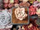Pachyveria 'Simonasa' Variegated 1" Powdery Succulent Plant