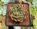 Echeveria Agavoides 'Silver Ebony' 2"-3" Succulent Plant