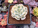 Echeveria 'Compton Carousel' 2" Succulent Plant