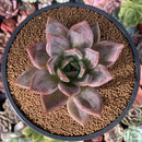 Echeveria 'Purple Champaign' 4" Succulent Plant
