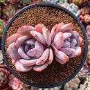 Echeveria 'Ivory' 4" Cluster Powdery Succulent Plant