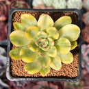 Echeveria 'Pulidonis' Variegated 2" Succulent Plant