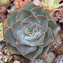 Echeveria 'Mojeong' 6" Large Powdery Succulent Plant