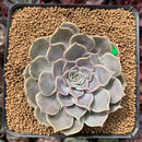 Echeveria 'Helena' Hybrid 3" Succulent Plant
