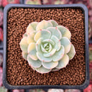 Echeveria 'Bluette' Variegated 1"-2" Succulent Plant