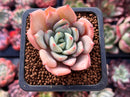 Echeveria 'Salmon' 1" Succulent Plant