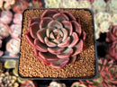 Echeveria Agavoides 'Black Tetra' 2" Succulent Plant