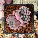 Echeveria 'Hamilton' 2" Cluster Succulent Plant