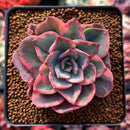 Echeveria 'Pink Harin' Variegated 2"-3" Succulent Plant