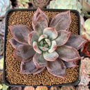 Echeveria 'Purple Champaign' 3"-4" Succulent Plant