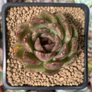 Echeveria Agavoides 'Black Rose' 2" Succulent Plant
