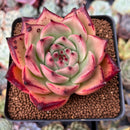 Echeveria Agavoides 'Channel Muse' 3" Succulent Plant