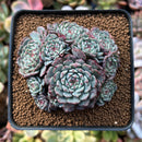 Echeveria 'Tuxpan' Cluster 2"-3" Succulent Plant