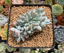 Echeveria 'Hosikage' Crested 3" Succulent Plant
