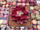 Echeveria Agavoides 'Jessie' 3" Succulent Plant