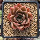Echeveria Agavoides 'Beautiful Life' 2" Succulent Plant
