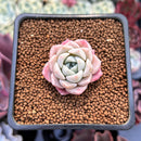 Echeveria 'Pink Spot' 1" Succulent Plant