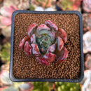 Echeveria 'McZarpo' 1" New Hybrid Succulent Plant