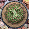 Echeveria Agavoides 'Moonstone' 4"-5" Bifurcated Succulent Plant